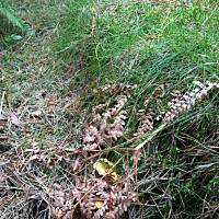 Moje grzybowe wyprawy 2016 