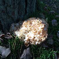 Moje grzybowe wyprawy 2016 