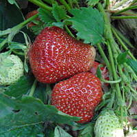 W malinowym chruśniaku i nie tylko....