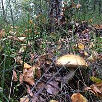 Moje grzybowe wyprawy 2016 