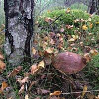 Moje grzybowe wyprawy 2016 