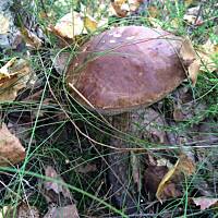 Moje grzybowe wyprawy 2016 