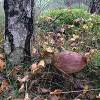 Moje grzybowe wyprawy 2016 