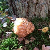 Moje grzybowe wyprawy 2016 