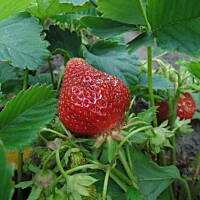 W malinowym chruśniaku i nie tylko....