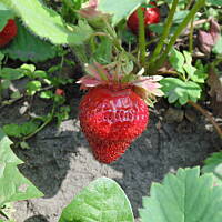 W malinowym chruśniaku i nie tylko....