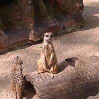 Stołeczne Książece Miasto Płock 