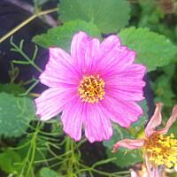 Kwiaty ogrodowe i polne :)