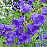 W malinowym chruśniaku i nie tylko....