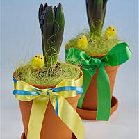 Łatwy stroik hiacyntowy