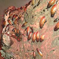 Stołeczne Książece Miasto Płock 