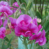 W malinowym chruśniaku i nie tylko....