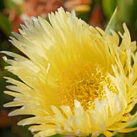 Roślinność zachodniego wybrzeża Portugalii