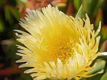 Fot. smakosia, Roślinność zachodniego wybrzeża Portugalii