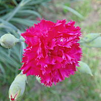 W malinowym chruśniaku i nie tylko....