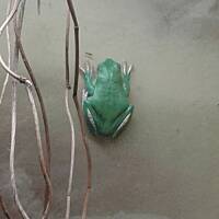 Stołeczne Książece Miasto Płock 