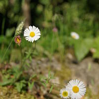 Roślinność zachodniego wybrzeża Portugalii