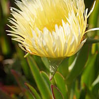 Roślinność zachodniego wybrzeża Portugalii