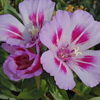 W malinowym chruśniaku i nie tylko....