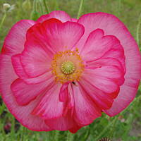 W malinowym chruśniaku i nie tylko....