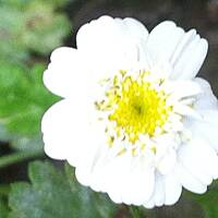 Kwiaty ogrodowe i polne :)