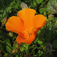 W malinowym chruśniaku i nie tylko....