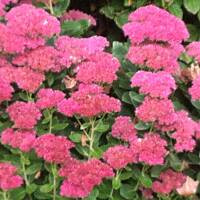 Kwiaty ogrodowe i polne :)