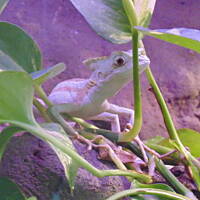 Stołeczne Książece Miasto Płock 