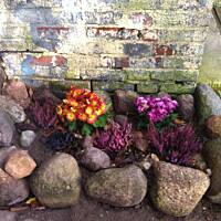 Kwiaty ogrodowe i polne :)