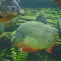 Stołeczne Książece Miasto Płock 