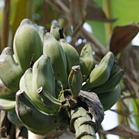 Roślinność zachodniego wybrzeża Portugalii