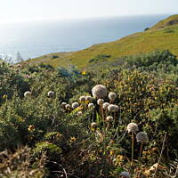Roślinność zachodniego wybrzeża Portugalii