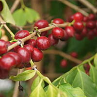 Roślinność zachodniego wybrzeża Portugalii