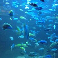 Stołeczne Książece Miasto Płock 