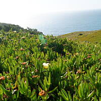 Roślinność zachodniego wybrzeża Portugalii