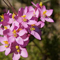 Roślinność zachodniego wybrzeża Portugalii