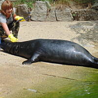 Stołeczne Książece Miasto Płock 