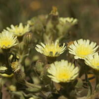 Roślinność zachodniego wybrzeża Portugalii