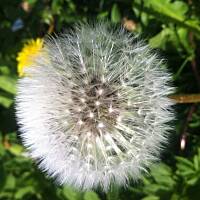 Kwiaty ogrodowe i polne :)