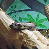 Stołeczne Książece Miasto Płock 