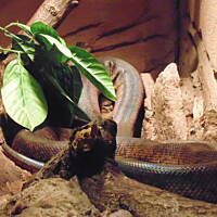 Stołeczne Książece Miasto Płock 