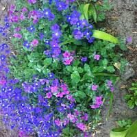 Kwiaty ogrodowe i polne :)