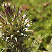 Roślinność zachodniego wybrzeża Portugalii
