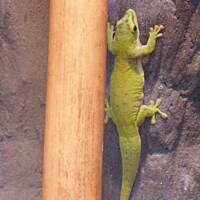 Stołeczne Książece Miasto Płock 