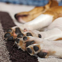 Łapeczki 10-tygodniowej Mordeczki :)