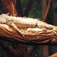 Stołeczne Książece Miasto Płock 