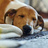 Dzień po przyjeździe do nowego domku - naszego domku - 10 tygodniowa Morelkowa słodycz :)