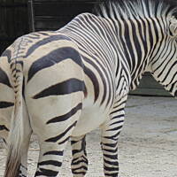 Stołeczne Książece Miasto Płock 