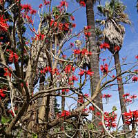 Roślinność zachodniego wybrzeża Portugalii