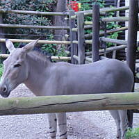 Stołeczne Książece Miasto Płock 